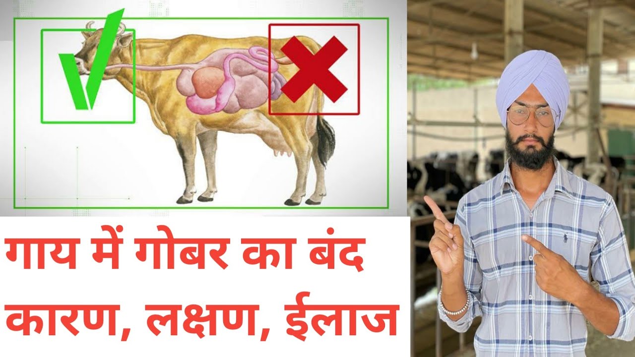 गोबर का बाँध कैसे खोले ? Gobar ka band kaise khole । कारण , लक्षण और