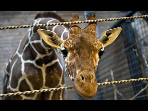 Video: Who Is The Giraffe Marius