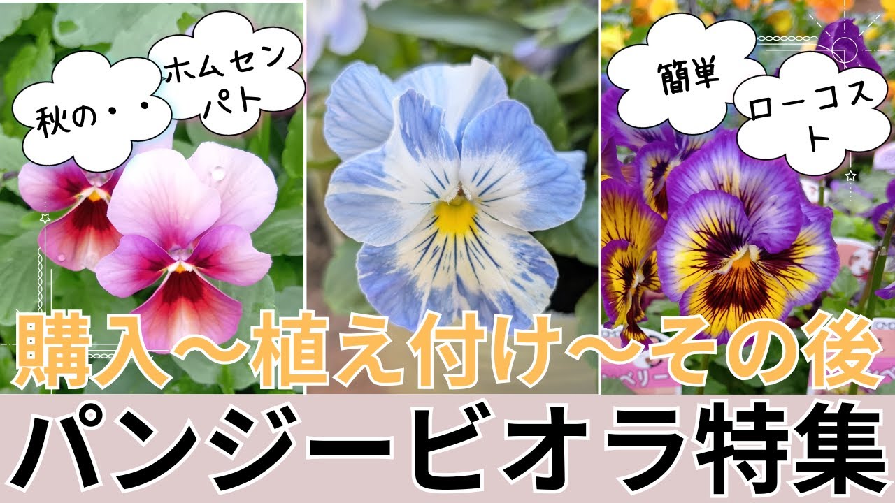 ガーデニング】【パンジービオラの鉢植え】園芸初心者さんもホムセン苗