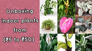 Unboxing indoor plants below ₹50| Online purchase with plant name and price in Tamil