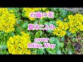 石蕗の花  真木ことみ  cover /  Milky Way