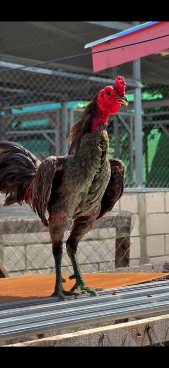 Ayam Pama Ninja  #budidaya #ayam #budidayaayam #chicken #budidayaayamhias #ayamkampung