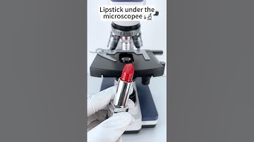 Lipstick under the microscope A Hidden World Under the Microscope – Bacteria Close-Up!