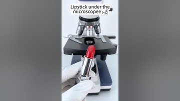 Lipstick under the microscope A Hidden World Under the Microscope – Bacteria Close-Up!