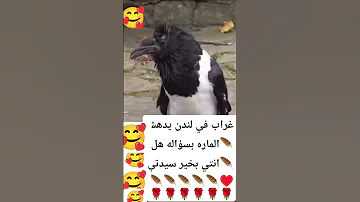 غراب في لندن يدهش الماره هل انتي بخير سيدتي 