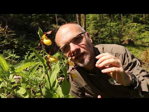 Video: Cypripedium Oder Frauenschuh