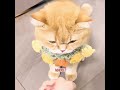 This cat always repeats one game.#pets #cat #cute #shorts #funny