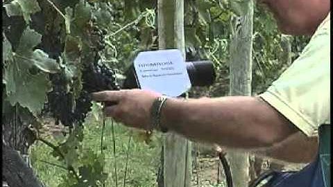 Présentation Brimrose