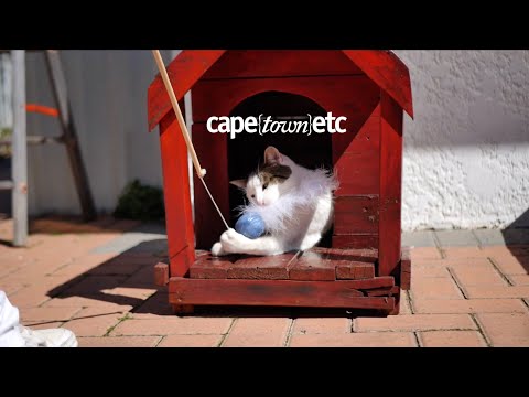 WATCH: coffee, cake and cat cuddles at Africa's first cat café