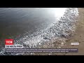 Загибель риби: у лимані Запорізької області виявили десятки тисяч особин хамси