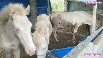 Bên trại em vừa về đàn ngựa đủ kích cỡ cho các bác chọn lựa cái , đực giá chỉ từ 18 .5 triệu trở lên