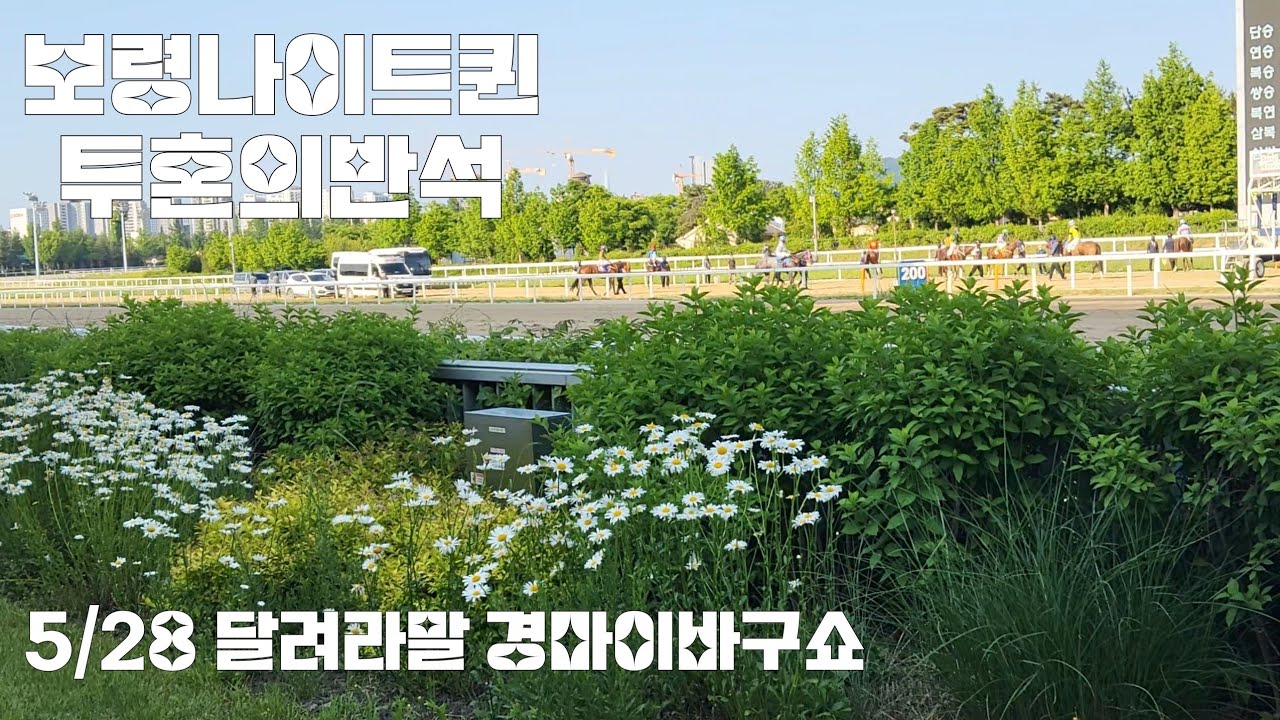 Knn배 보령나이트퀸 가는거야?(경마는 뛰어봐야 알쥐~)