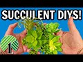 Genius Ideas for $1 Succulents!!! So many great DIY IDEAS you will LOVE in your home!