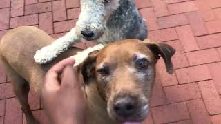 Dogs getting some treats by The Dogs World 151 views 1 month ago 17 minutes