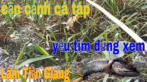 nhấp cá lóc đồng bằng vịt con dính cá khủng #lamtiengiang #