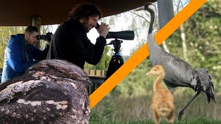 Is this the single BEST area for BIRDING in the Netherlands? | Fochteloërveen Big Day