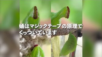 国蝶 Youtube