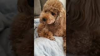 Min Holly Suga 1St Child.