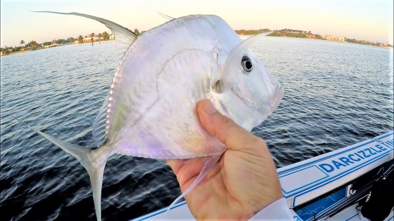 WEIRD Fish Caught Unexpectedly in Florida YouTube