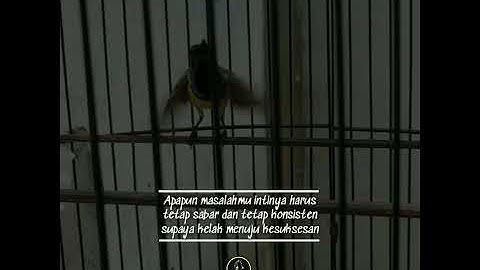 Story wa burung sogon #kicau sogok ontong