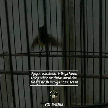 Story wa burung sogon #kicau sogok ontong