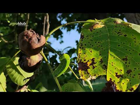 Video: Pohvale Rađaju Utjecaj