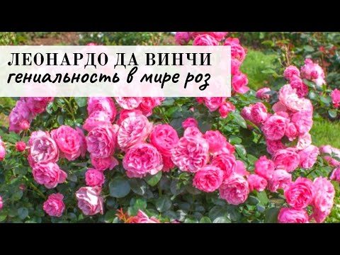 Video: Леонардо да Винчи кантип көз жумган