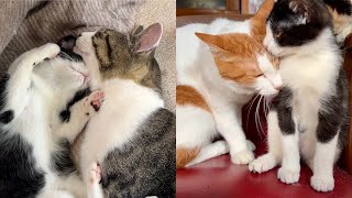 【愛】優しいお兄ちゃんたちに囲まれて新入り子猫キーくん、すくすくと育っています