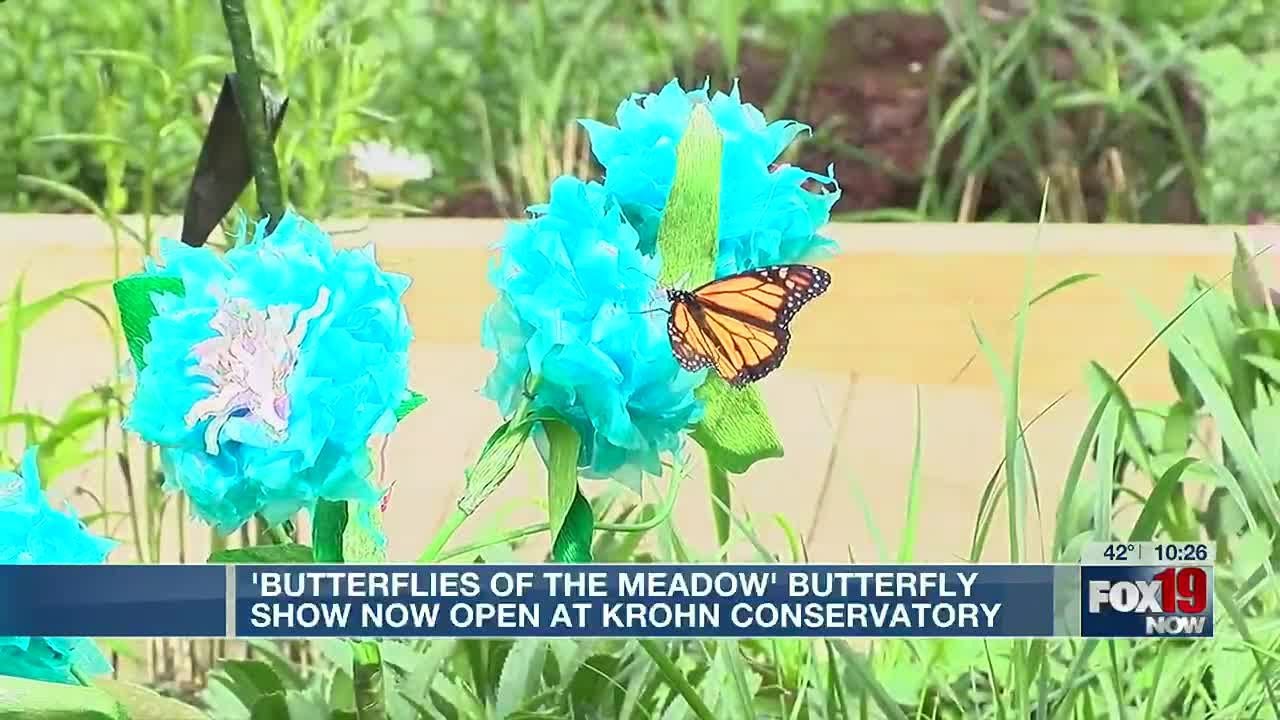 'Butterflies of the Meadow' Butterfly show now open at Krohn