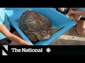 #TheMoment Canadians helped rescued sea turtle return to the water