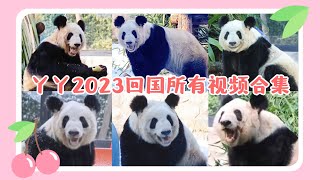 丫丫2023年回国视频全集，一口气看完北动全部31段视频见证丫丫蜕变和幸福新生活 Compilation of ALL videos of Ya Ya in China 2023