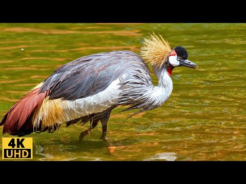 Видео: Птахи 4K: Найбільші дивовижні птахи світу/Птахи тропічного лісу/ Природний фільм | Звуки природи