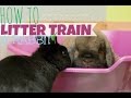 HOW TO LITTER TRAIN A RABBIT 🐰