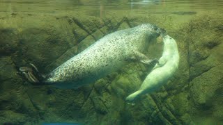 ゴマフアザラシの赤ちゃんが誕生