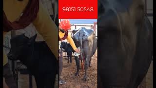 नया साल रामपुरा फूल मंडी में I TOP MURRAH BUFFALO FROM HARYANA I BEST CATTLE MARKET OF PUNJAB