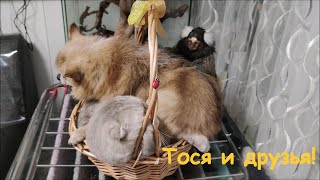 Трио - куча мала. Обезьянка Тося и друзья.