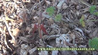 Growing Japanese Maple from Seed Video