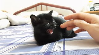 Don't touch me. I will bite you. Petting Black Kitten 🙀🙀🙀 by Oops Meow 265 views 2 years ago 34 seconds