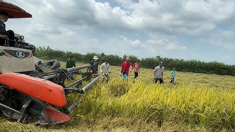 CẢ XÓM KÉO NHAU BẮT CHUỘT THEO MÁY CẮT - TT1037