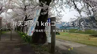 桜の弁天河原1kmコースを歩く