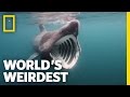 Breaching Basking Sharks | World's Weirdest