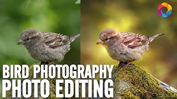 Birds Photography Editing and Blending (PSD Box)