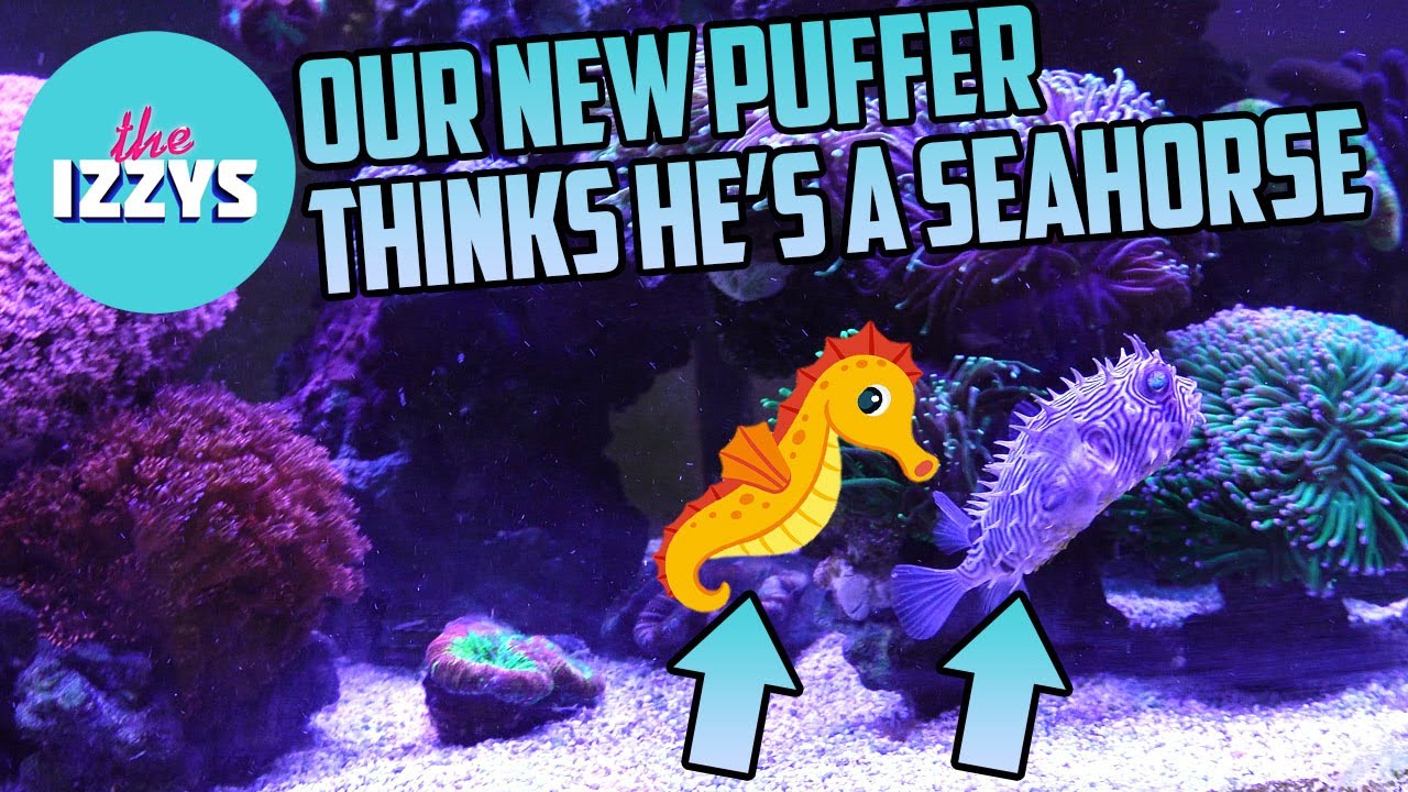 Our new puffer thinks he's a sea horse
