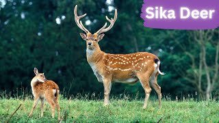 Sika Deer: Noble Creatures by Lord of Animals 470 views 8 months ago 3 minutes, 25 seconds