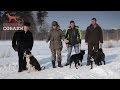 Охотничьи собаки. 15 серия. Русско-европейская лайка