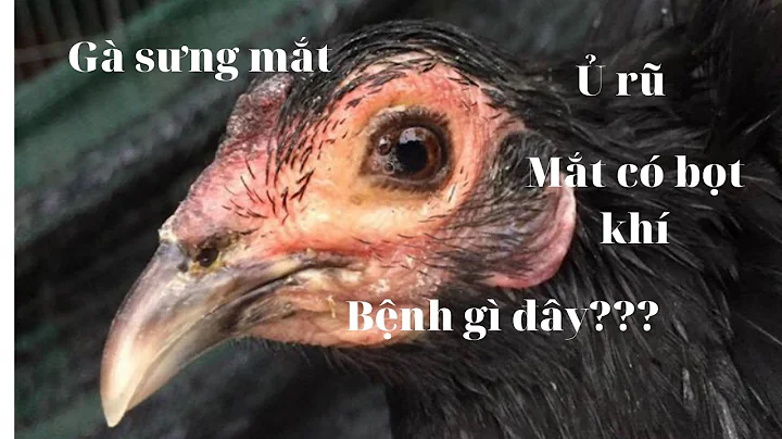 Gà sưng mắt có bọt, hen khẹc, ủ rũ. Chẩn đoán phân biệt và điều trị