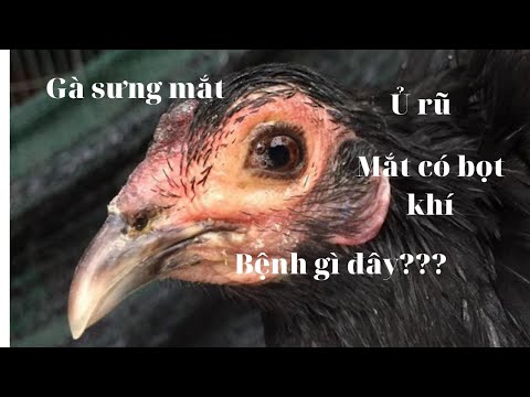 Gà sưng mắt có bọt, hen khẹc, ủ rũ. Chẩn đoán phân biệt và điều trị | Foci