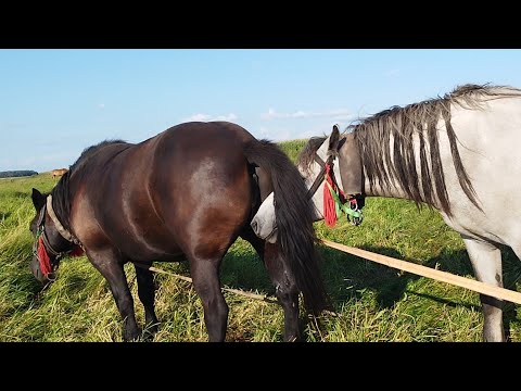 ЛОШАДИ🐎 ЖЕРЕБЕЦ НАШЁЛ КОБЫЛУ В ОХОТЕ🐴💪👍