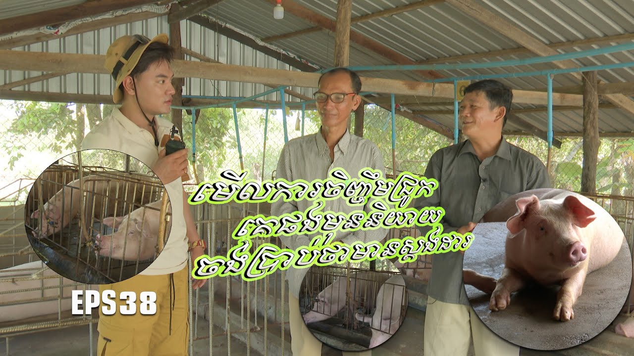កសិកម្ម និងអភិវឌ្ឍន៍ជនបទ| មើលការចិញ្ចឹមជ្រូកគេផងមុននិយាយ ចង់ប្រាប់ថាមានស្តង់ដារ [EPS38] 311222