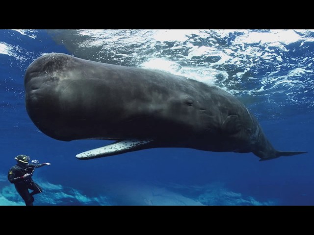 Sperm Whale Spit Can Bring You Crores Of Rupees